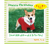 ペットの誕生日　黄緑